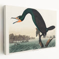 Romantic Art Prints: Florida Cormorant by John James Audubon