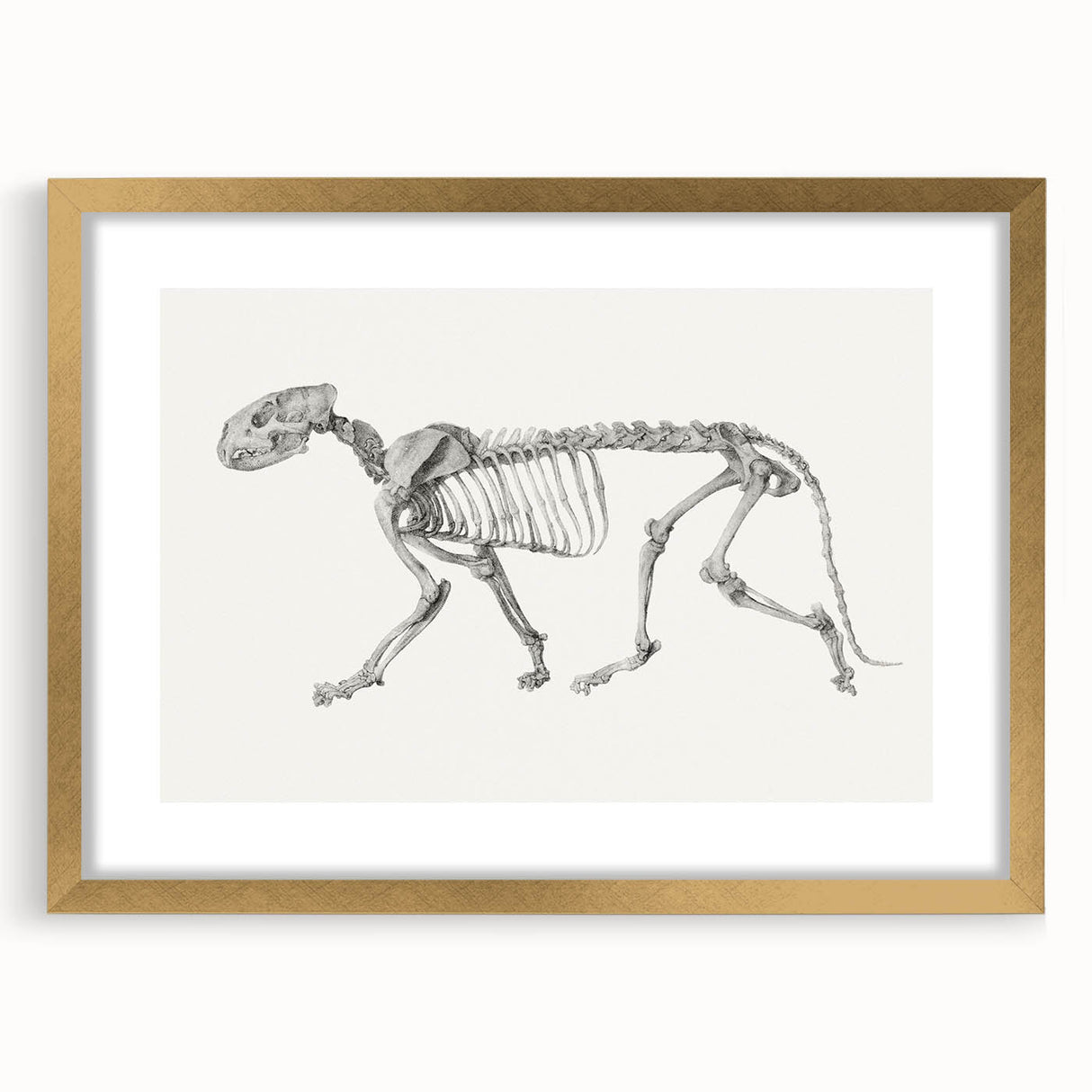 Tiger Skeleton Lateral View Realism Art Print - George Stubbs Anatomy Art