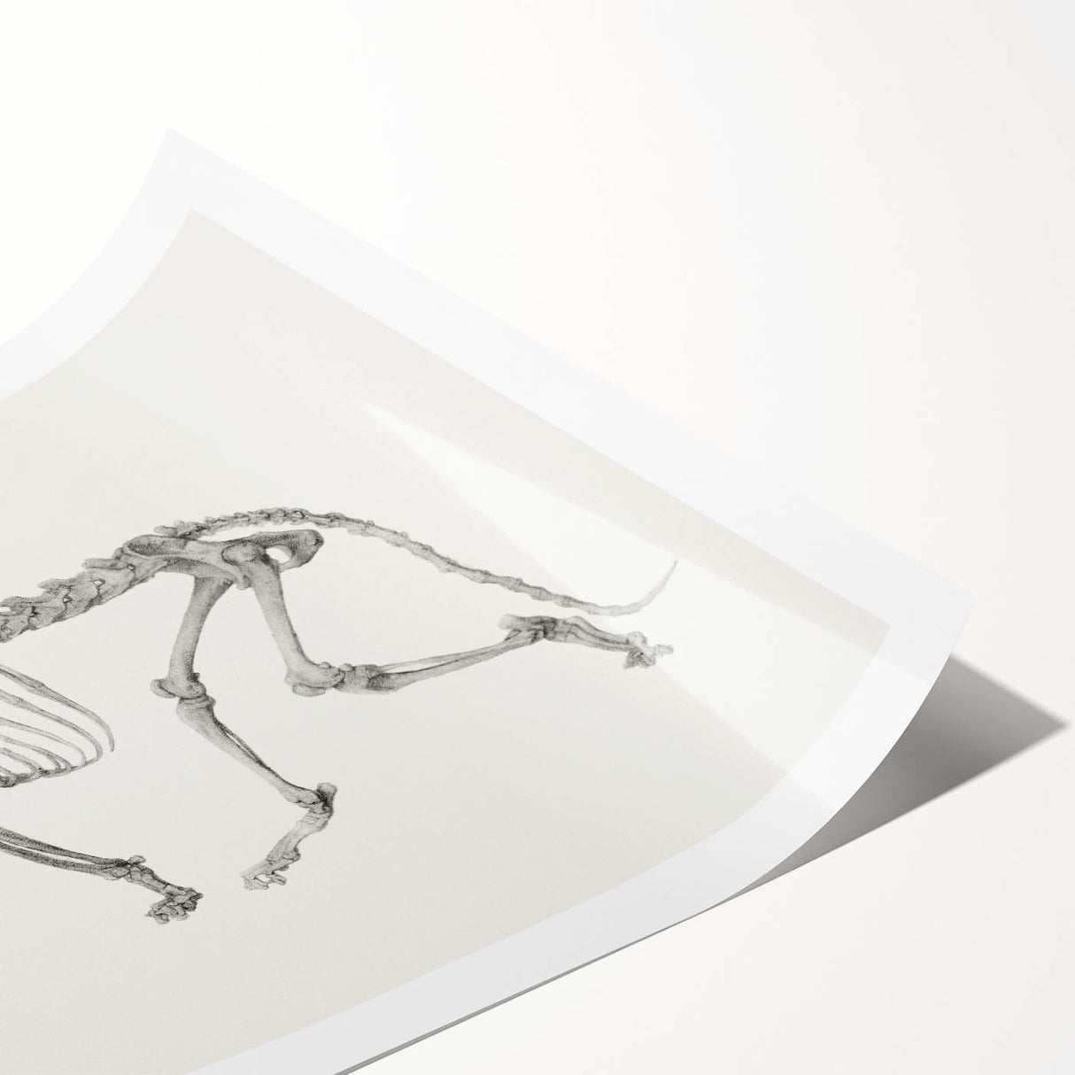 Tiger Skeleton Lateral View Realism Art Print - George Stubbs Anatomy Art
