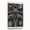 Modern Wall Art - Ernst Haeckel’s Decapoda Illustration Print