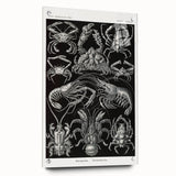 Modern Wall Art - Ernst Haeckel’s Decapoda Illustration Print