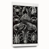 Modern Wall Art - Ernst Haeckel’s Decapoda Illustration Print