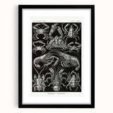 Modern Wall Art - Ernst Haeckel’s Decapoda Illustration Print