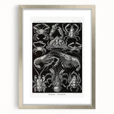 Modern Wall Art - Ernst Haeckel’s Decapoda Illustration Print