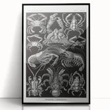 Modern Wall Art - Ernst Haeckel’s Decapoda Illustration Print