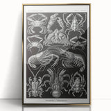 Modern Wall Art - Ernst Haeckel’s Decapoda Illustration Print