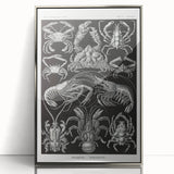 Modern Wall Art - Ernst Haeckel’s Decapoda Illustration Print