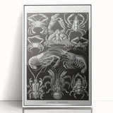 Modern Wall Art - Ernst Haeckel’s Decapoda Illustration Print