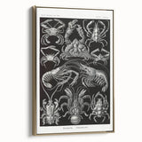 Modern Wall Art - Ernst Haeckel’s Decapoda Illustration Print