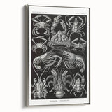 Modern Wall Art - Ernst Haeckel’s Decapoda Illustration Print