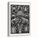 Modern Wall Art - Ernst Haeckel’s Decapoda Illustration Print