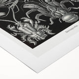 Modern Wall Art - Ernst Haeckel’s Decapoda Illustration Print