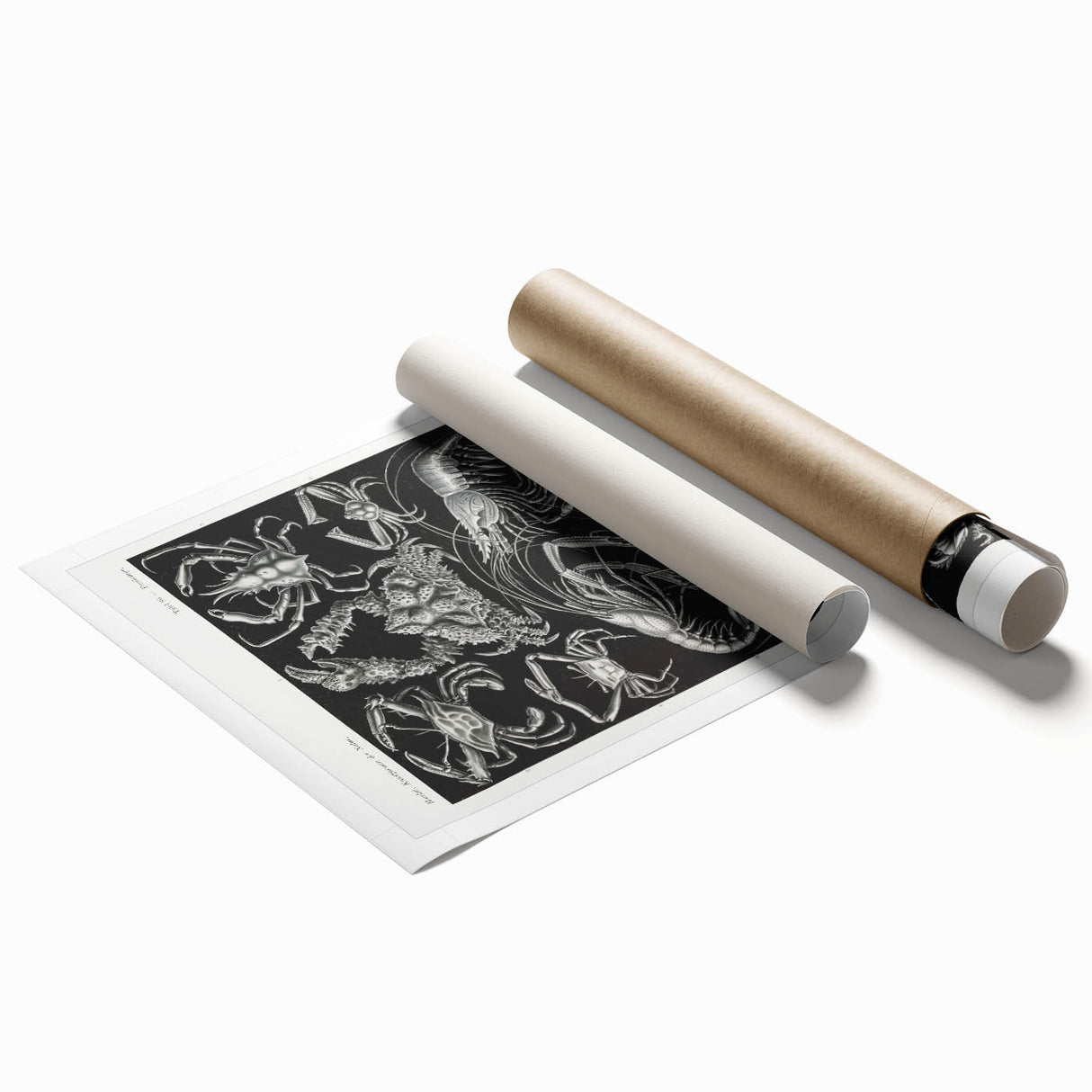 Modern Wall Art - Ernst Haeckel’s Decapoda Illustration Print