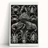 Modern Wall Art - Ernst Haeckel’s Decapoda Illustration Print