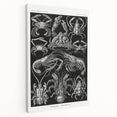 Modern Wall Art - Ernst Haeckel’s Decapoda Illustration Print