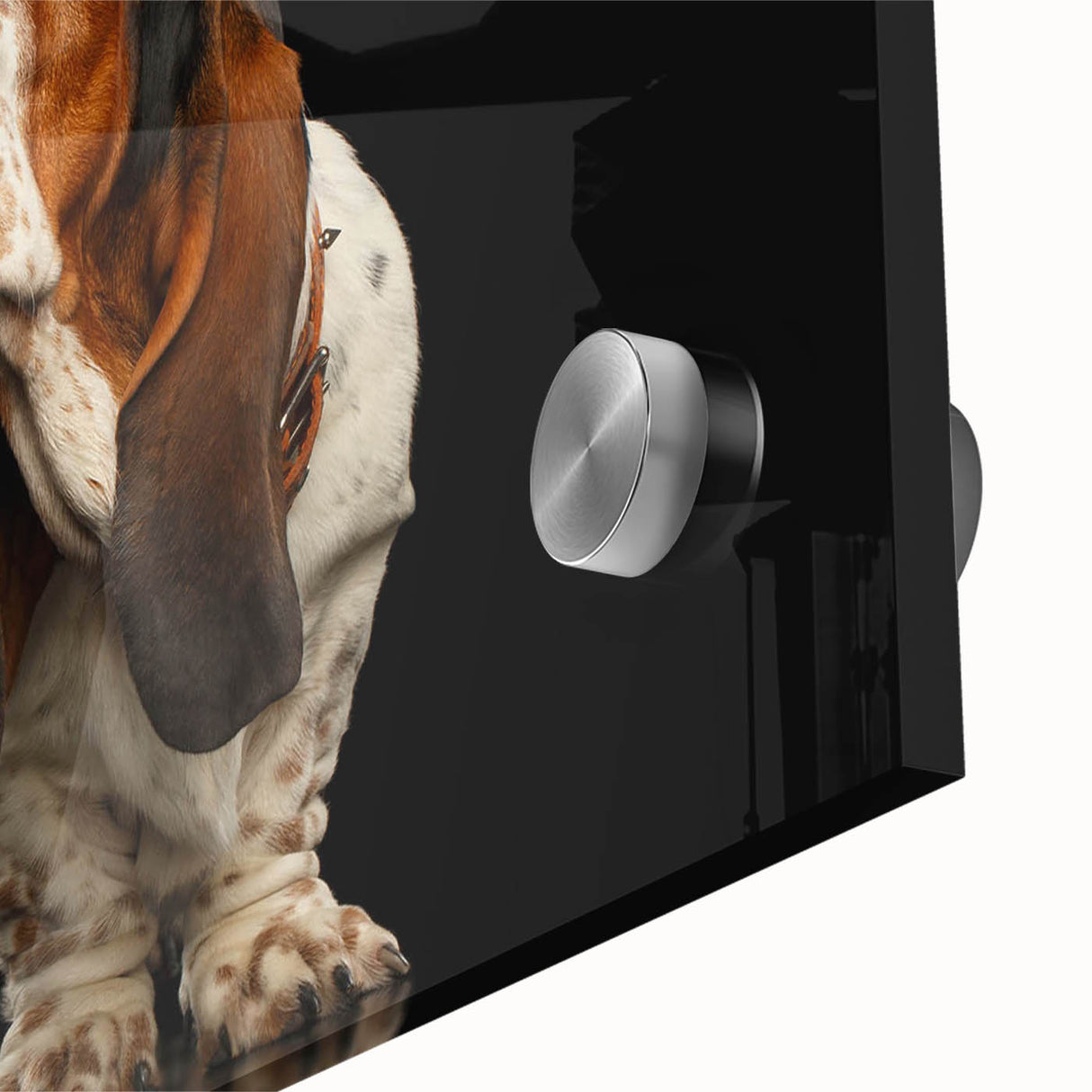 Close-up of a Basset Hound wall art design on acrylic glass, showcasing vibrant colors and intricate details, perfect for dog lovers and home decor enthusiasts.