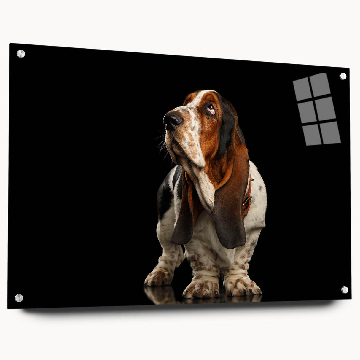 Basset Hound wall art design displayed in acrylic glass, showcasing a side view with decorative pins, perfect for dog lovers and home decor enthusiasts.