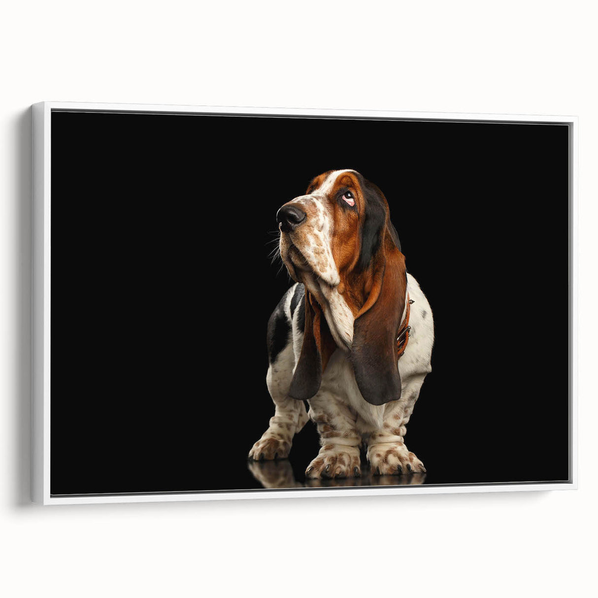 Basset Hound wall art collection framed canvas showcasing a side view of a cheerful Basset Hound against a white background, perfect for dog lovers’ home decor.