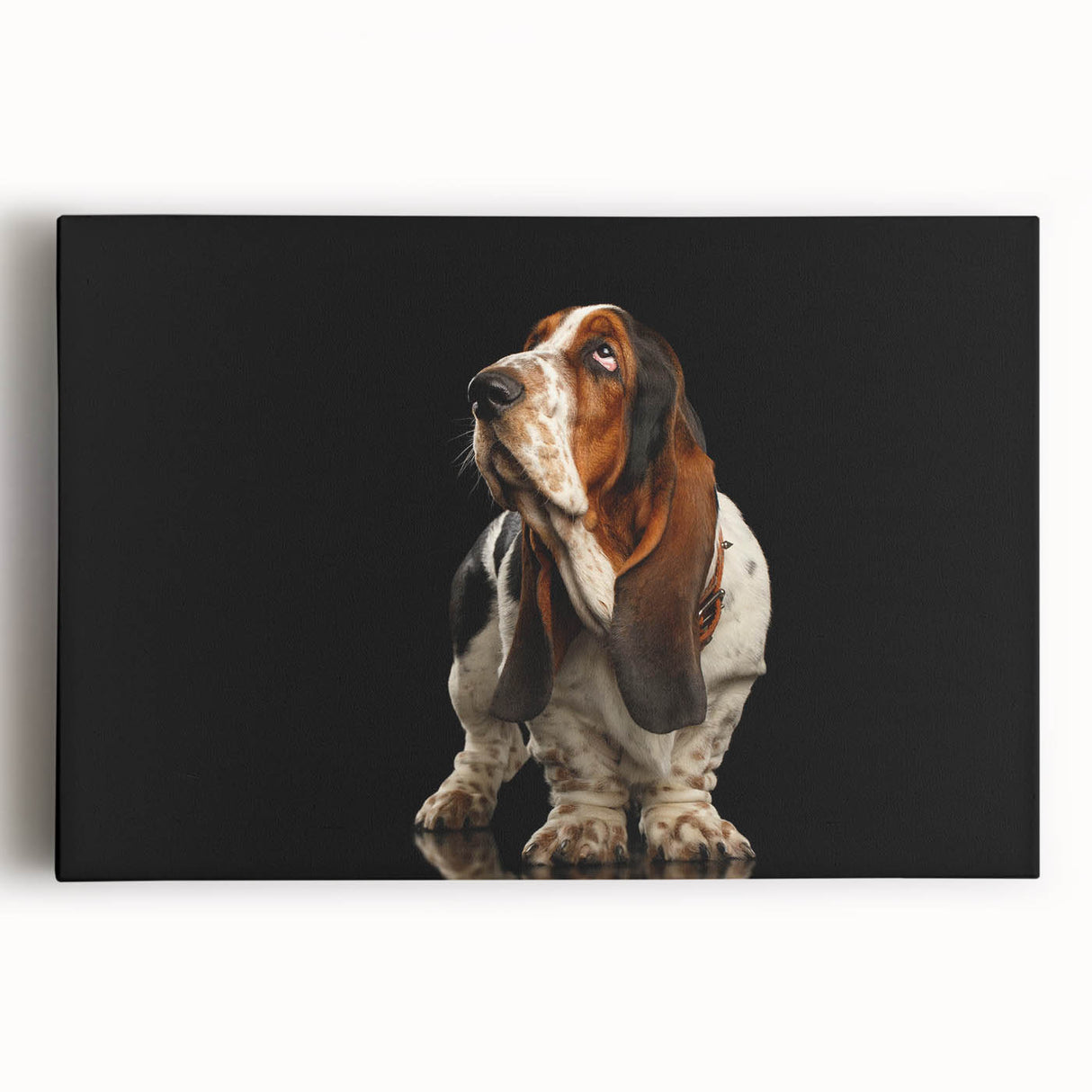 Basset Hound wall art featuring a colorful, whimsical design on stretched canvas, showcasing the dog's playful expression and unique features, perfect for dog lovers.