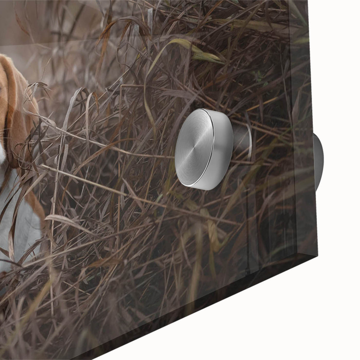 Close-up of a stunning Basset Hound wall art design on acrylic glass, showcasing vibrant colors and intricate details, perfect for dog lovers and home décor enthusiasts.