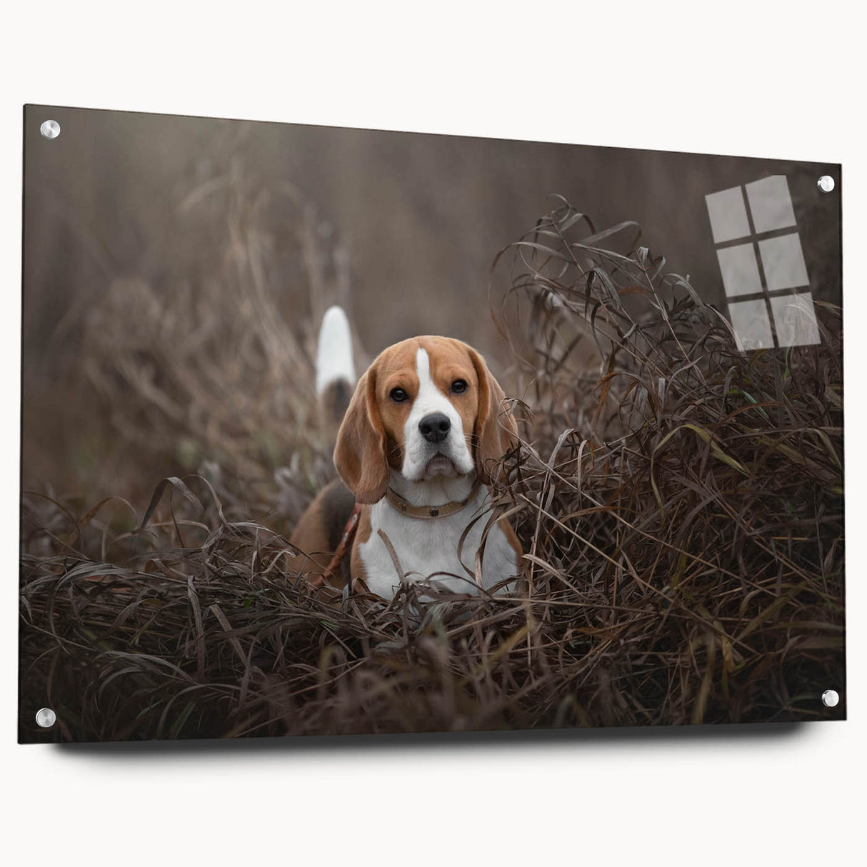 Basset Hound wall art design in acrylic glass, showcasing a side view with vibrant colors and unique pin accents, ideal for dog lovers and home decor enthusiasts.