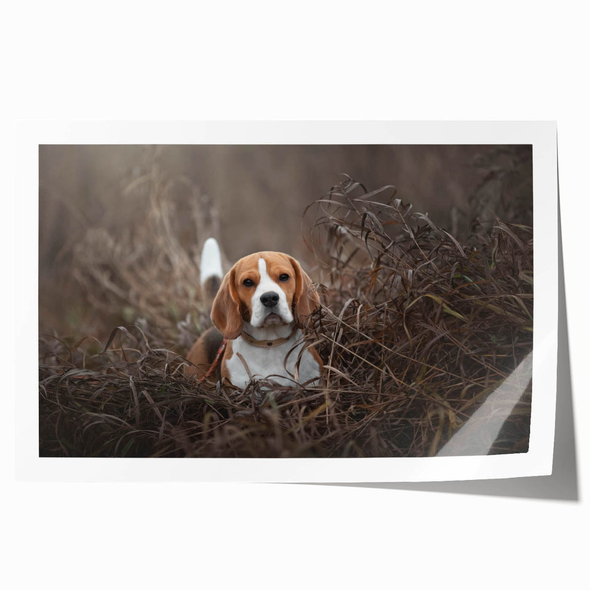 Basset Hound wall art print showcasing a charming illustration of a playful Basset Hound with a colorful background, perfect for dog lovers and home decor.