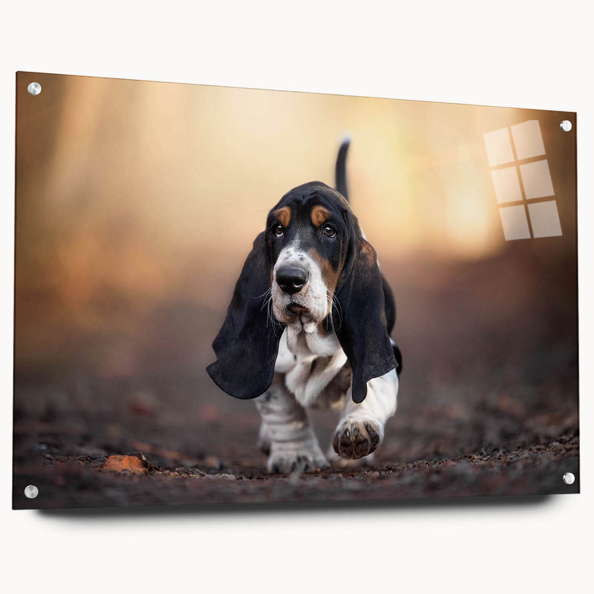 Basset Hound design wall art collection displayed on acrylic glass, showcasing vibrant colors and detailed side view, ideal for pet lovers’ home decor.
