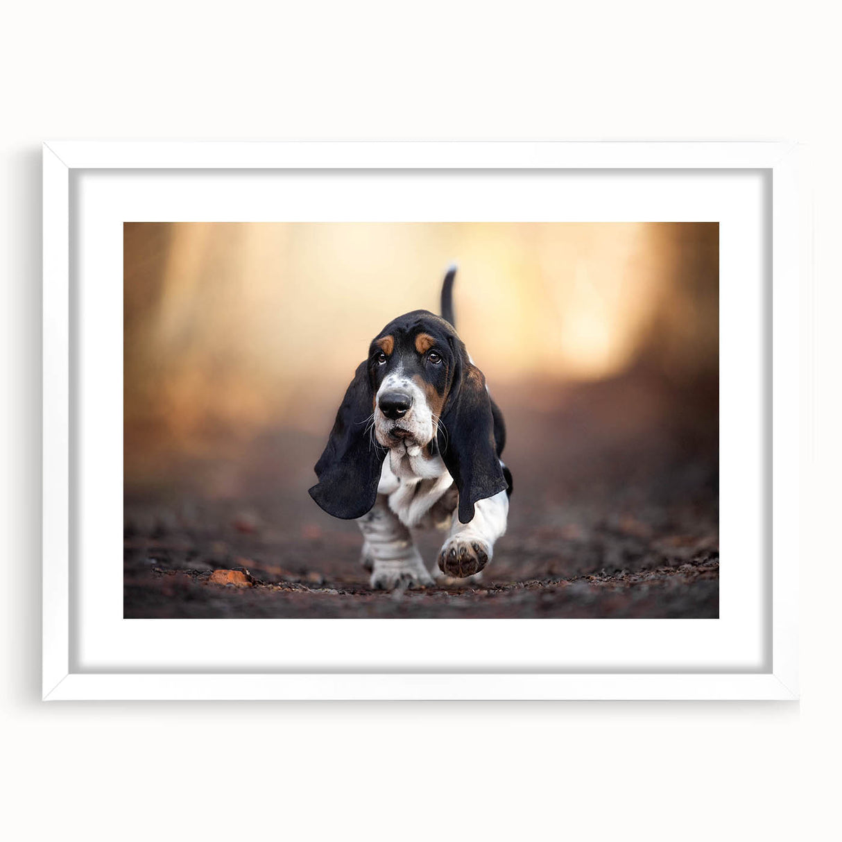 Basset Hound wall art collection featuring three adorable hound illustrations in white frames with mats, perfect for pet lovers and home decor enthusiasts.