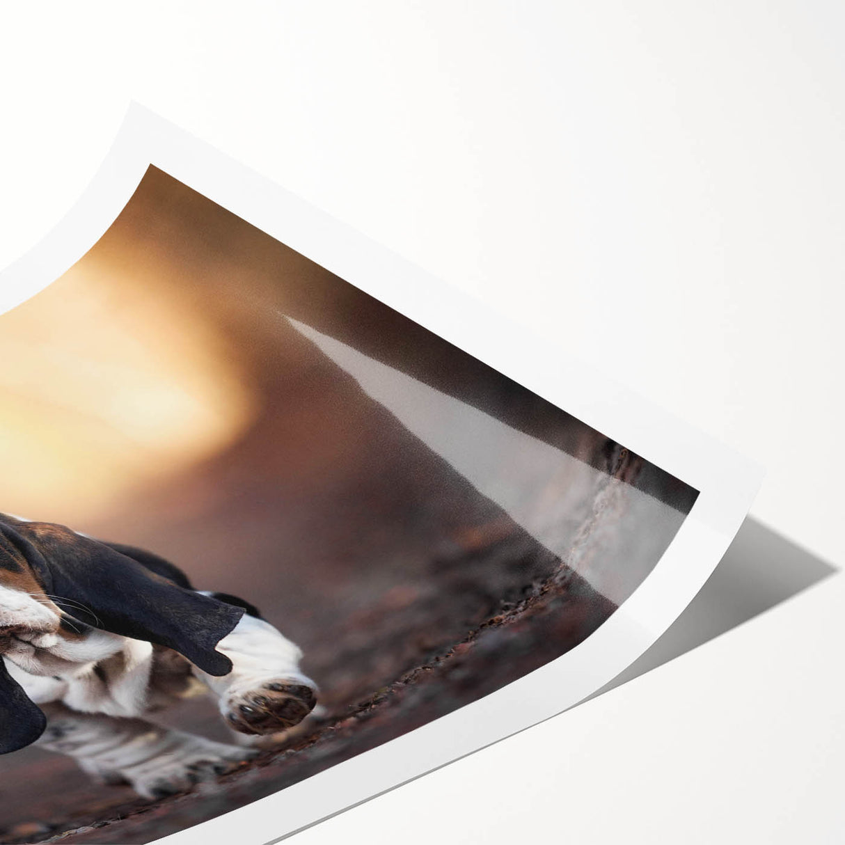 Basset Hound wall art design in vibrant colors, featuring playful poses and heartwarming expressions, rolled and ready for display in a cardboard tube.