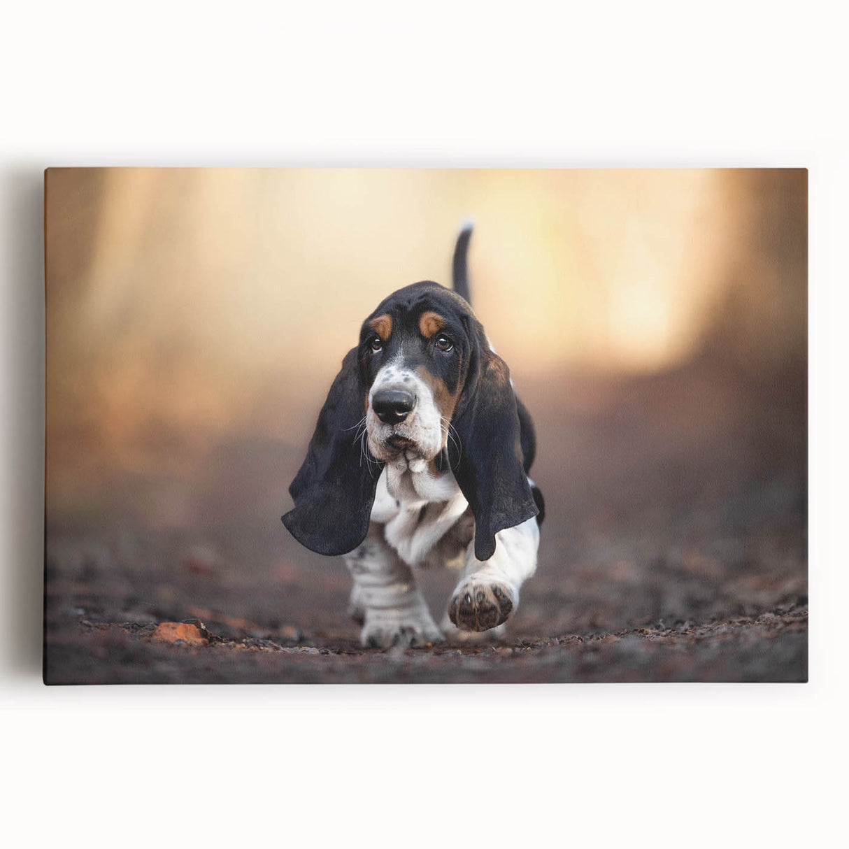 Basset Hound wall art collection on stretched canvas, showcasing a charming front view of the dog with warm colors, perfect for canine lovers' home decor.