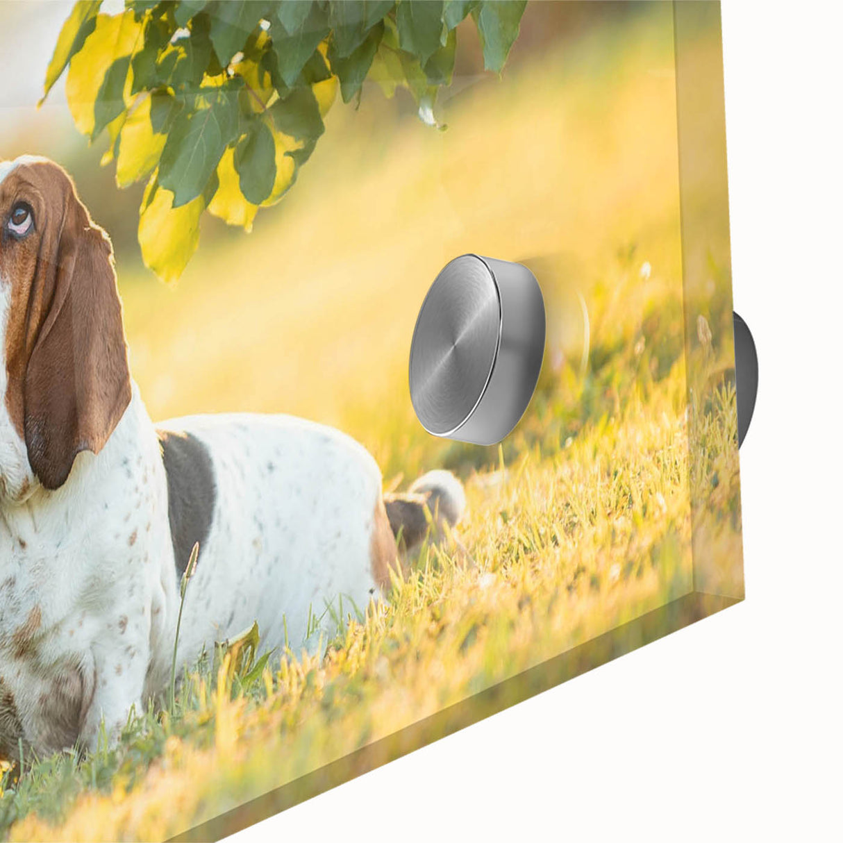 Close-up of a vibrant Basset Hound wall art design, showcasing intricate details and colors on acrylic glass, perfect for dog lovers' home decor.