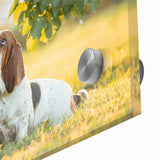 Close-up of a vibrant Basset Hound wall art design, showcasing intricate details and colors on acrylic glass, perfect for dog lovers' home decor.
