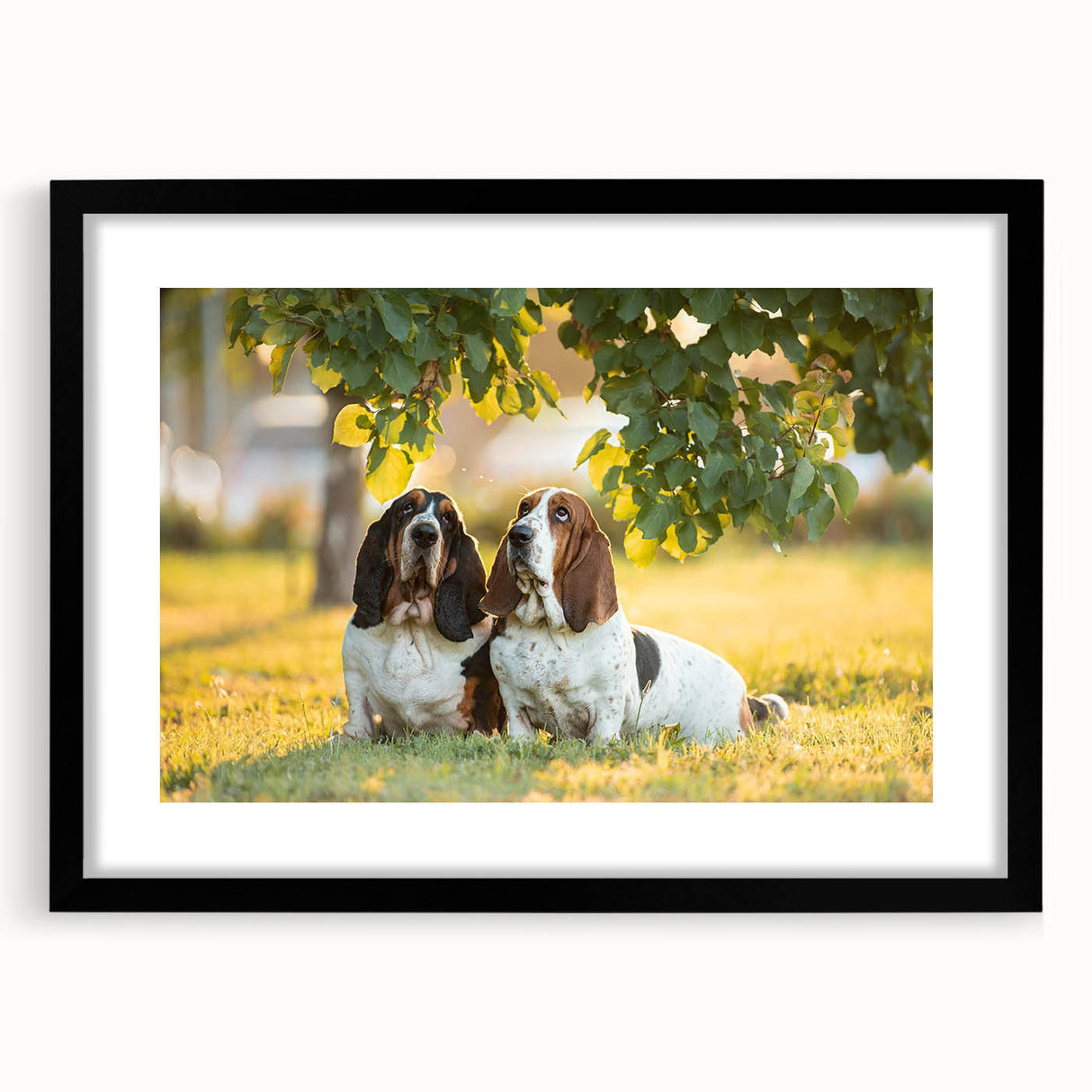 Basset Hound wall art framed in black with a white mat, showcasing a detailed illustration of a Basset Hound's face, perfect for dog lovers' home decor.