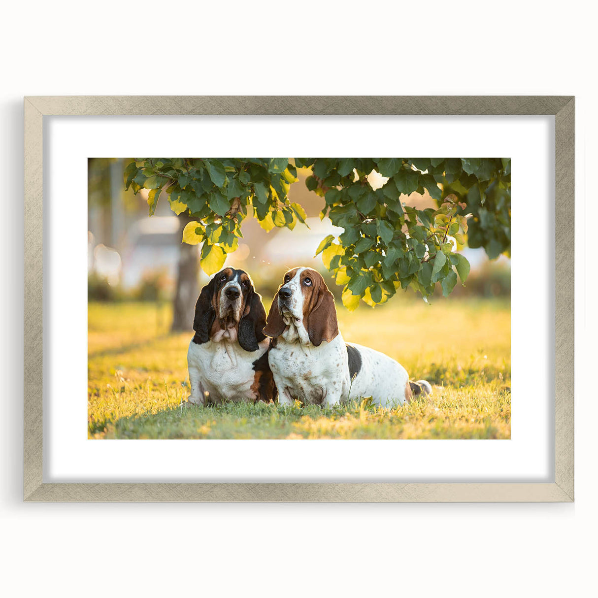 Basset Hound wall art print displayed in a sleek silver frame with a mat, showcasing a charming dog design ideal for pet lovers' home decor.