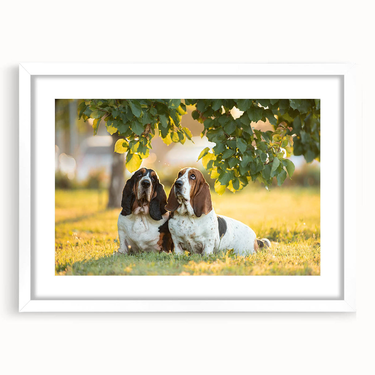 Basset Hound wall art collection framed with a white mat, showcasing a detailed illustration of a Basset Hound in a playful pose, perfect for dog lovers.