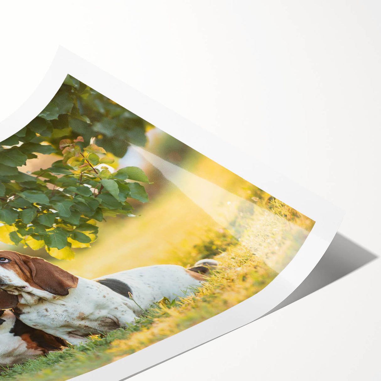 Basset Hound wall art collection featuring a playful design with vibrant colors, ideal for dog lovers, presented as a rolled print for easy framing.