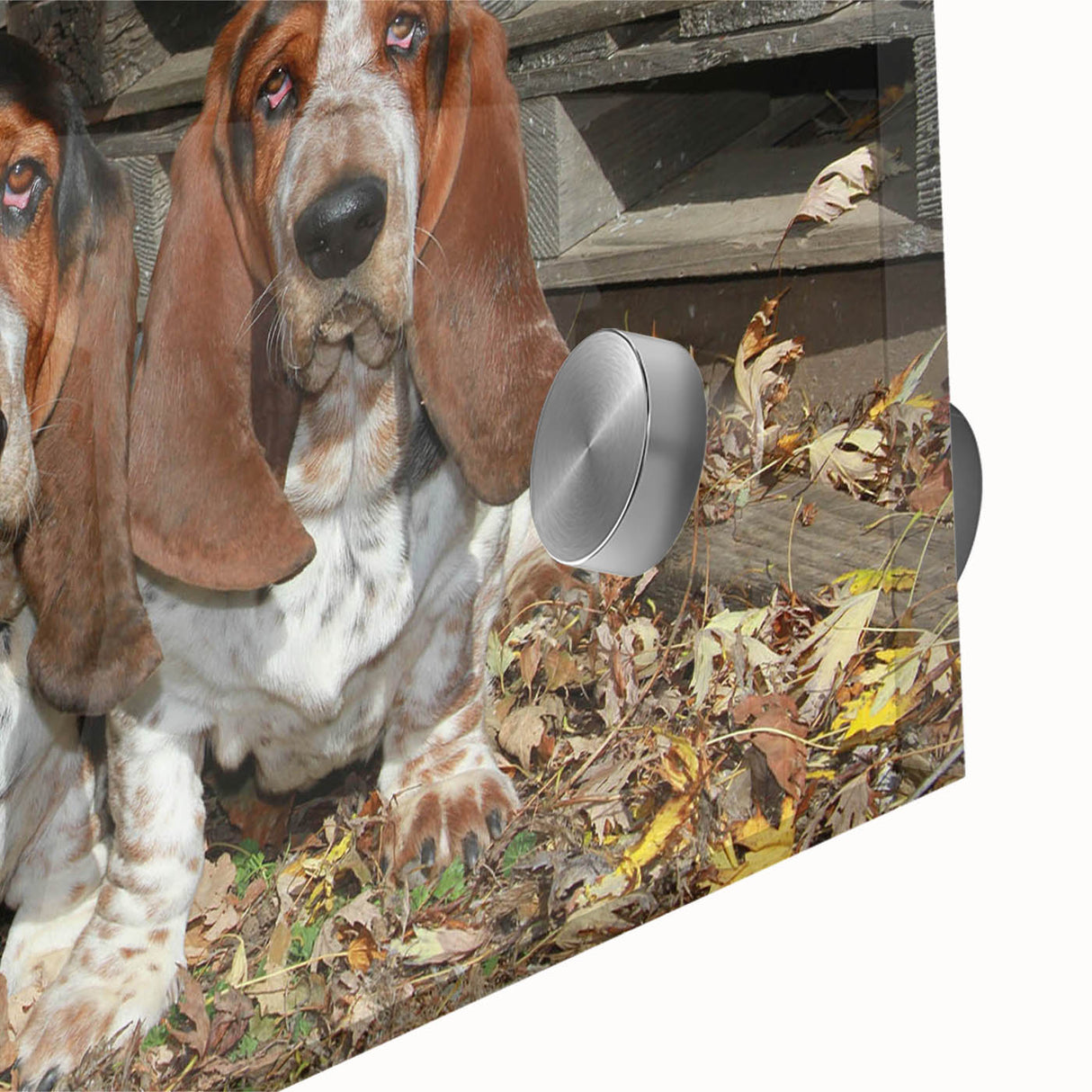 Close-up of a vibrant acrylic wall art piece featuring a playful Basset Hound design, showcasing intricate details and rich colors, perfect for dog lovers' decor.
