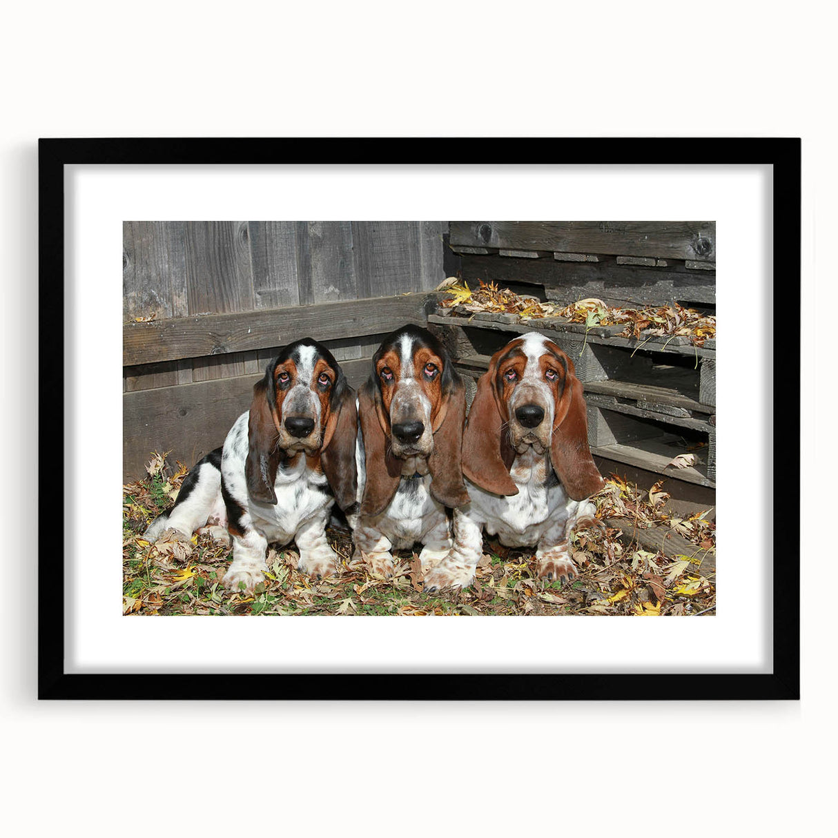 Basset Hound wall art collection framed with a black mat, showcasing a playful basset hound design, perfect for dog lovers and home decor enthusiasts.
