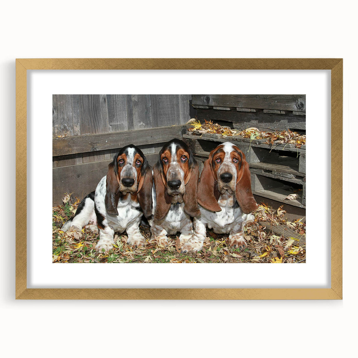 Basset Hound wall art collection featuring a stylish gold frame and mat, showcasing a charming illustration of a Basset Hound in a cozy living space setting.