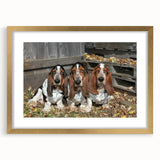Basset Hound wall art collection featuring a stylish gold frame and mat, showcasing a charming illustration of a Basset Hound in a cozy living space setting.