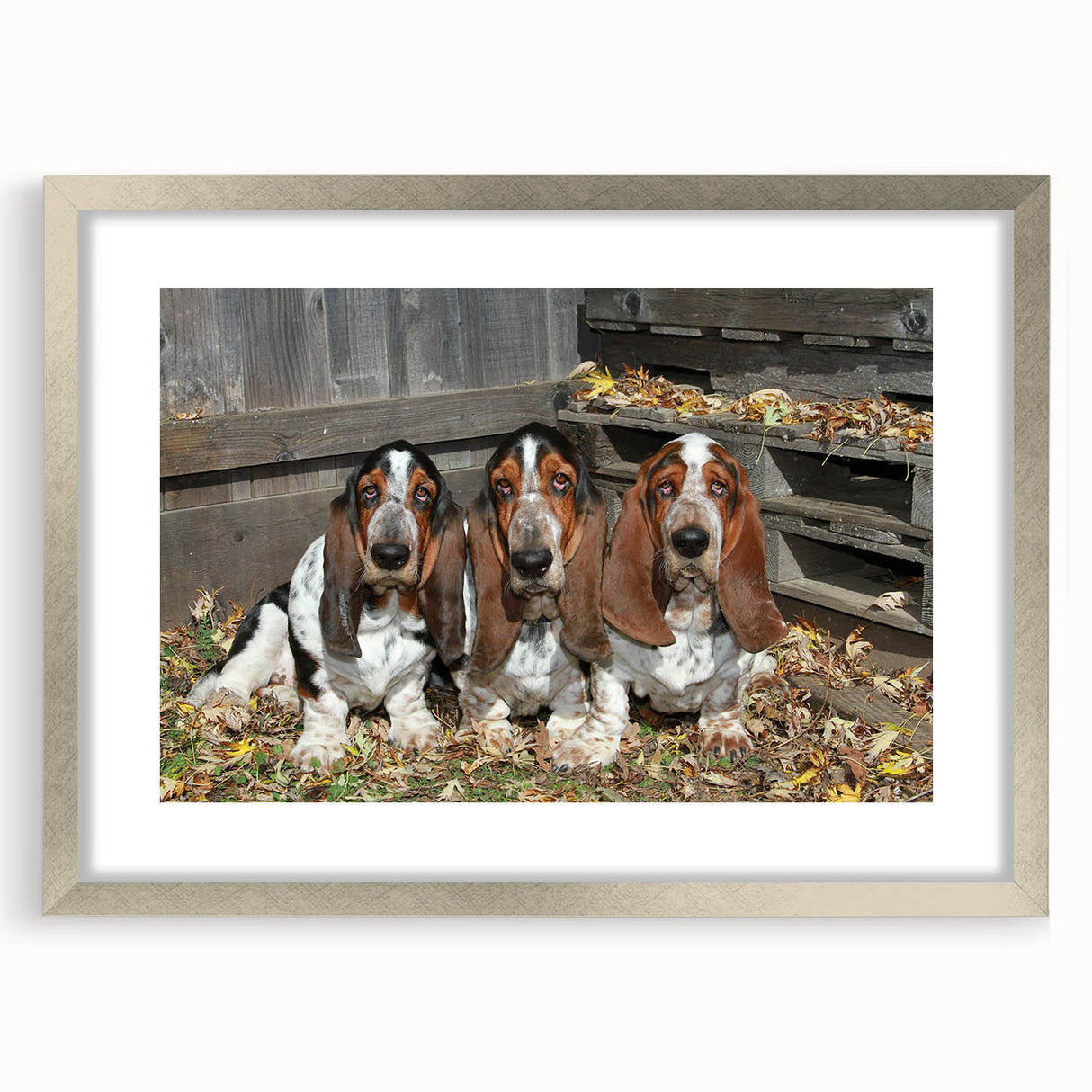 Basset Hound wall art collection framed in silver, featuring a playful design with a mat, perfect for dog lovers and home décor enthusiasts.