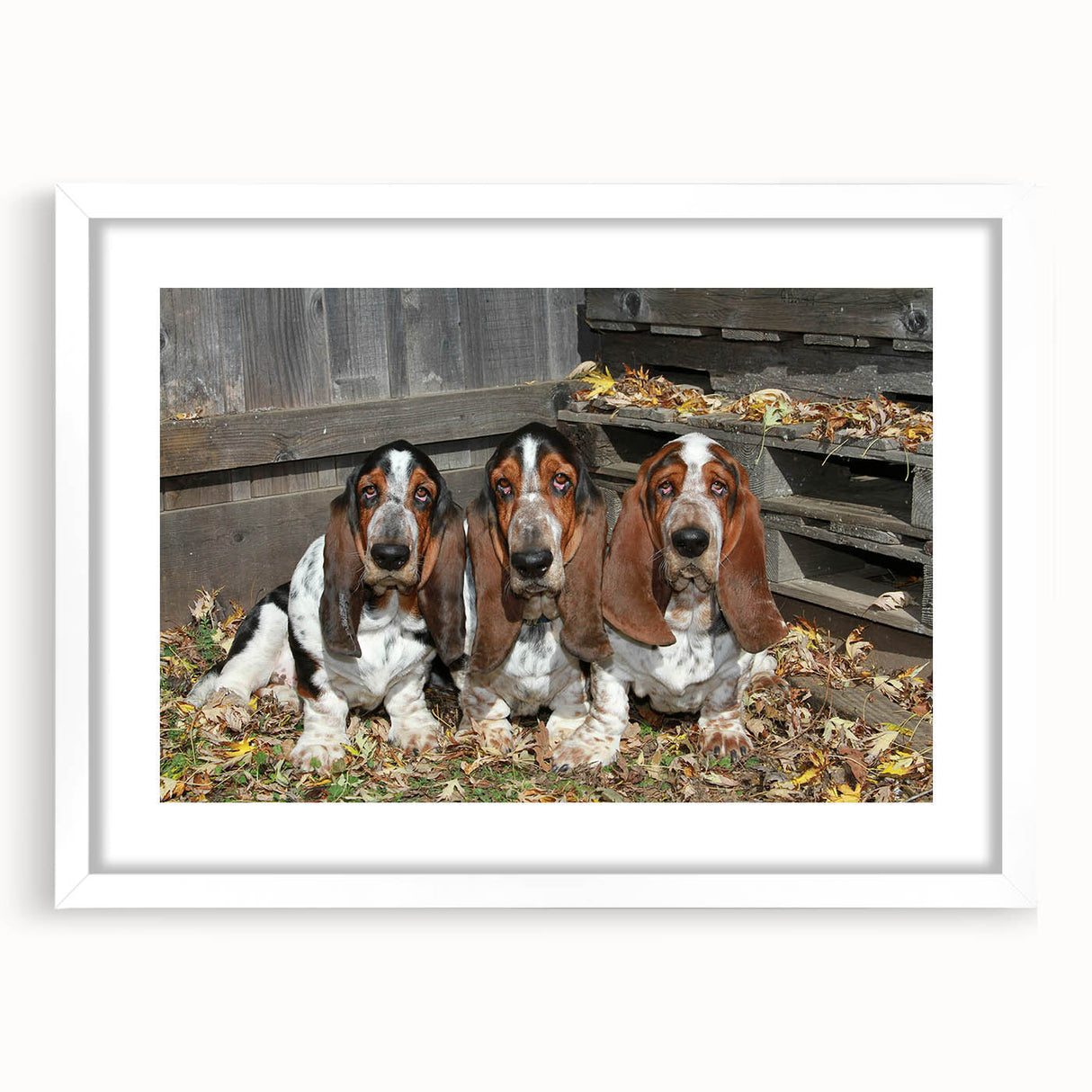 Basset Hound wall art collection framed with a white mat, showcasing a charming illustration of a basset hound in a playful pose, perfect for dog lovers and home decor enthusiasts.