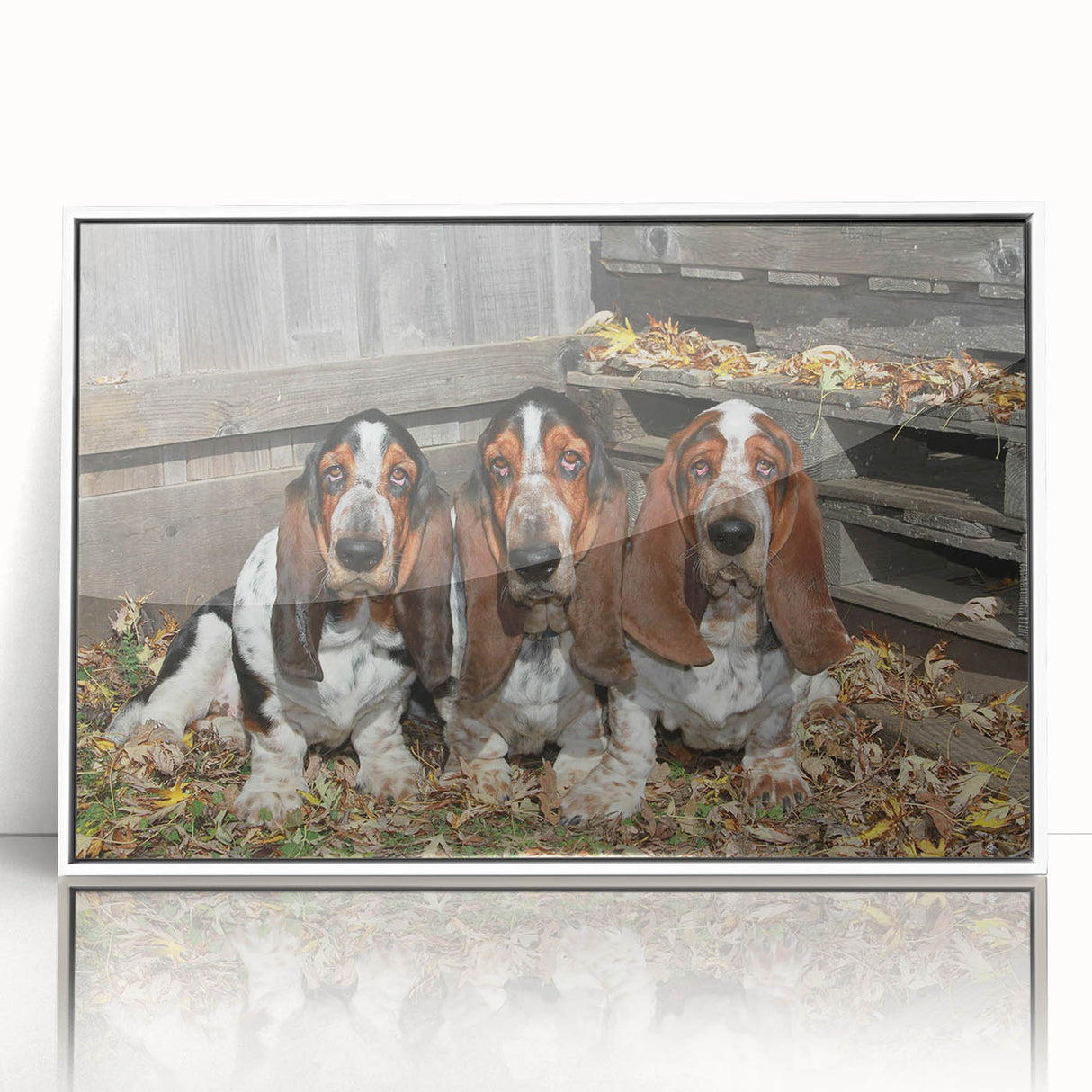 Framed acrylic wall art featuring a charming Basset Hound design in a white frame, perfect for dog lovers and home decor enthusiasts. Adds a playful touch to any room.