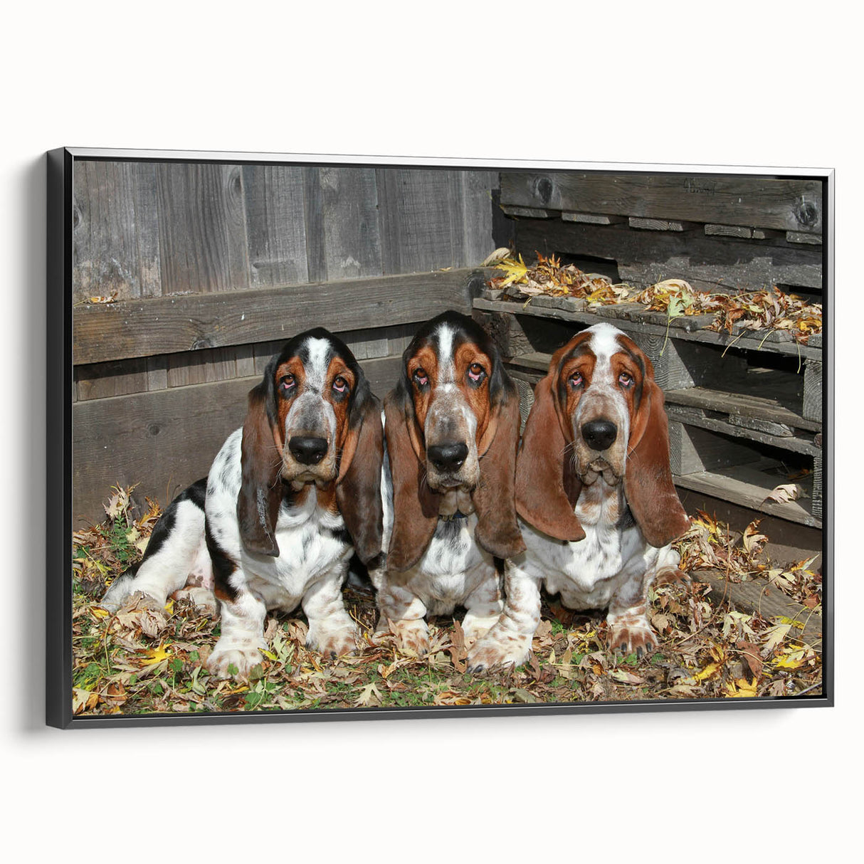 Basset Hound wall art collection featuring a framed canvas design with a black border, showcasing a side view of a playful Basset Hound, perfect for dog lovers.
