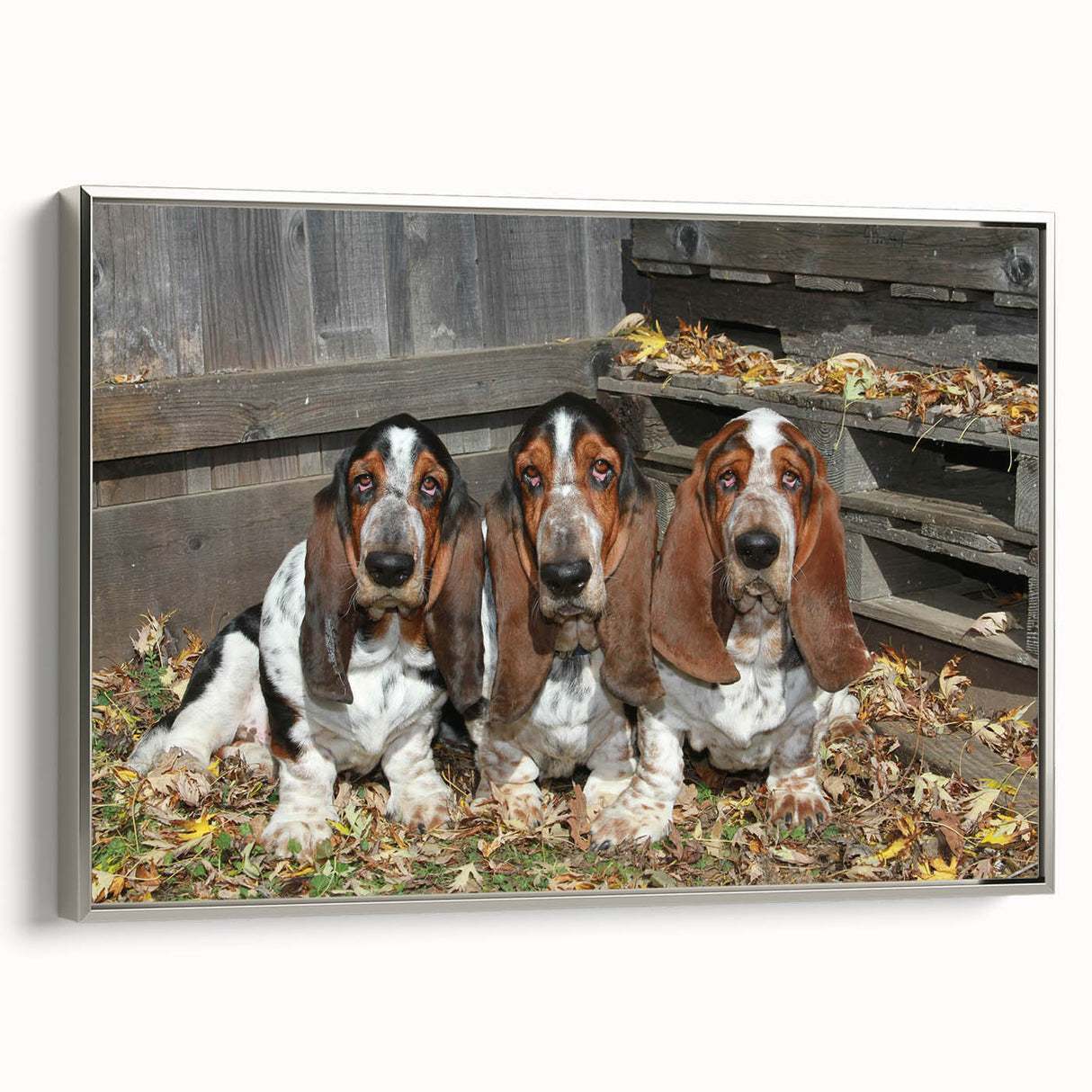 Framed wall art featuring a side view of a Basset Hound design, showcasing its distinct droopy ears and expressive eyes, ideal for dog lovers and home decor.