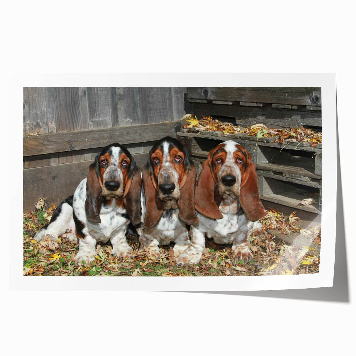 Basset Hound wall art print showcasing a playful design with vibrant colors, perfect for dog lovers and home decor enthusiasts, rolled for easy framing.