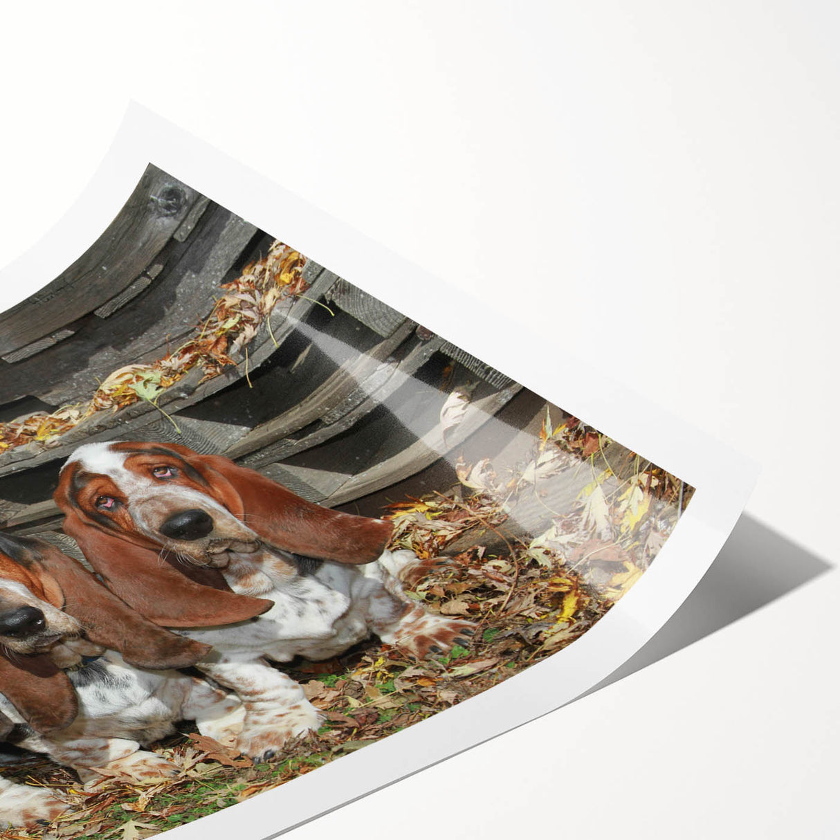 Basset Hound wall art print showcasing a charming illustration of a playful basset hound against a vibrant background, perfect for dog lovers' home decor.