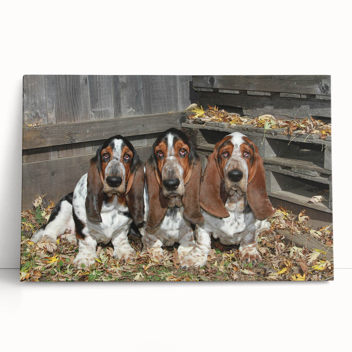 Basset Hound wall art collection on stretched canvas, showcasing a playful design featuring a lovable Basset Hound in vibrant colors, ideal for dog lovers’ home decor.