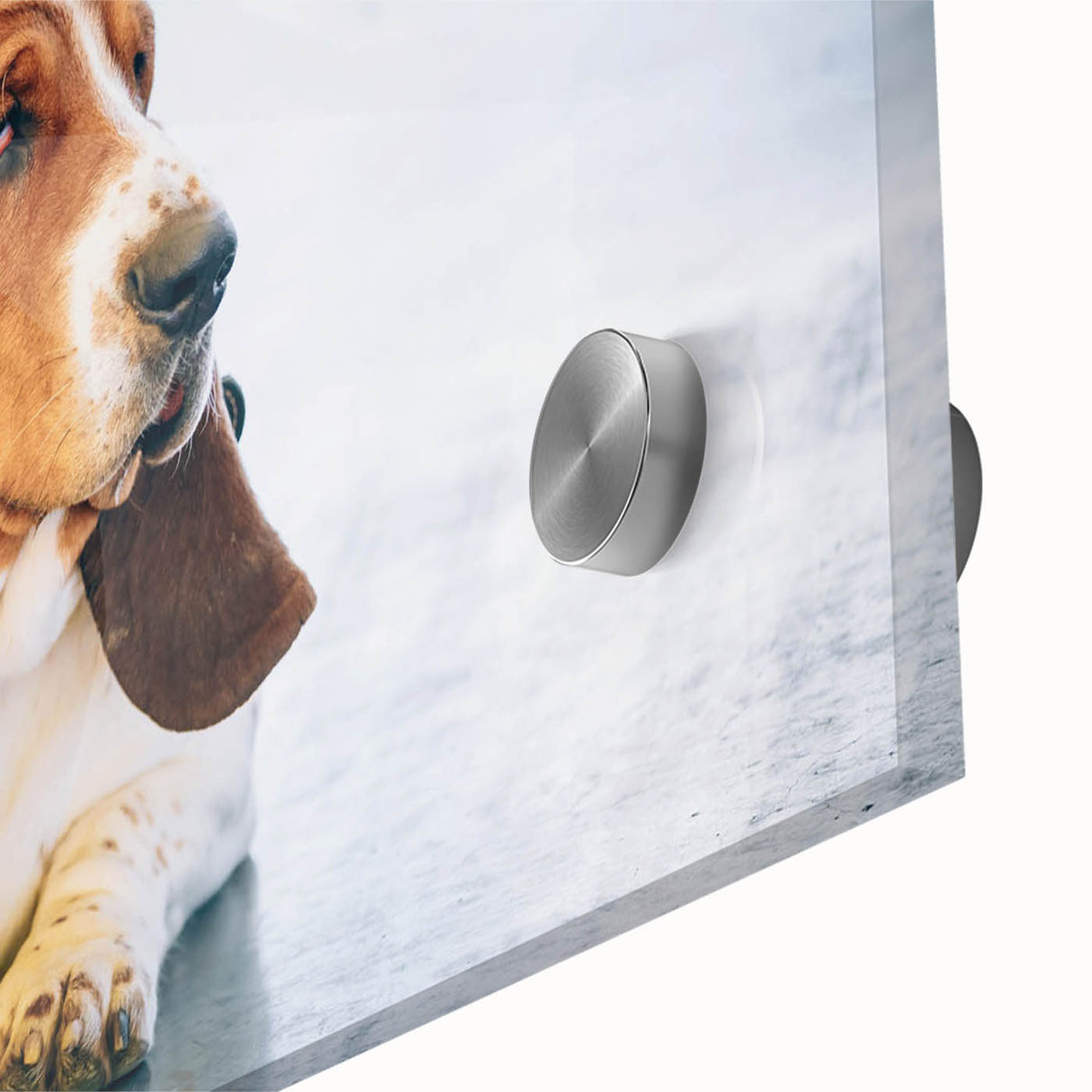 Close-up of a Basset Hound wall art design on acrylic glass, showcasing vibrant colors and intricate details, ideal for dog lovers and home decor enthusiasts.