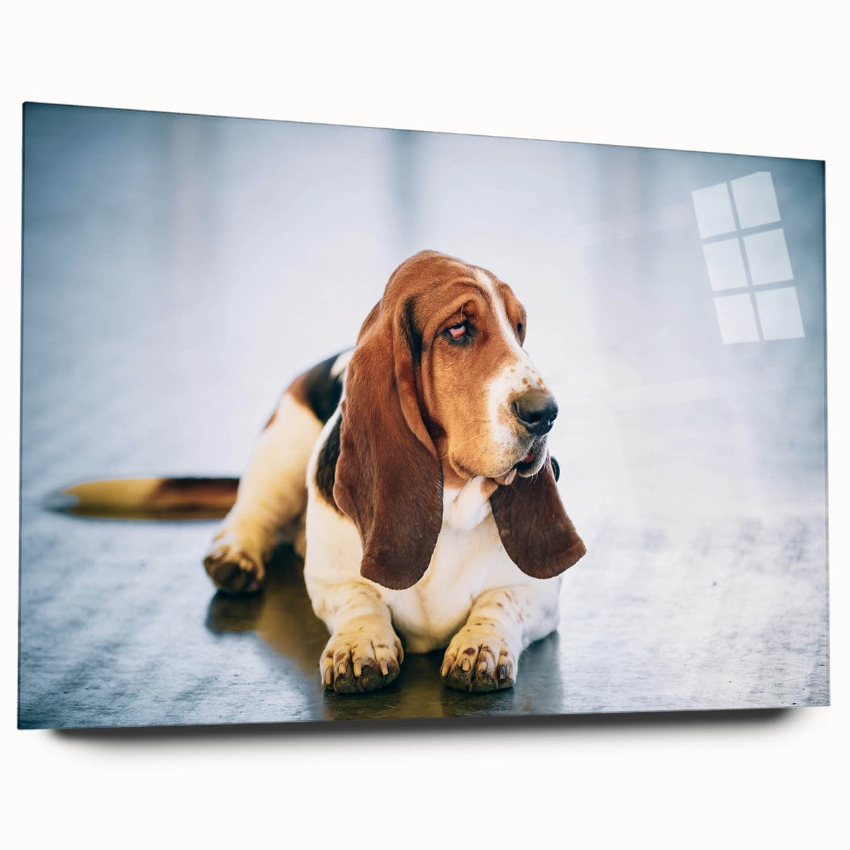 Side view of a Basset Hound wall art design printed on acrylic glass, showcasing the dog’s droopy ears and expressive eyes, perfect for pet lovers' home decor.